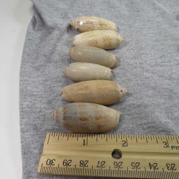 Oliva REAL sea shells (35+) not in mint condition - Picture 6 of 7